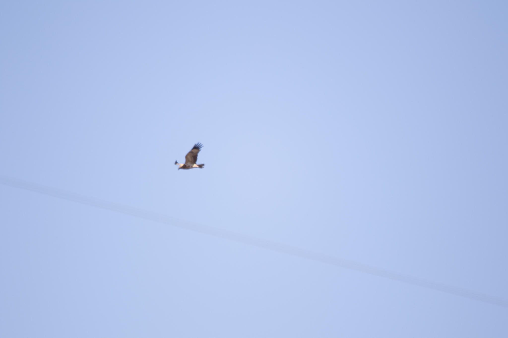 Black-breasted Buzzard (Hamirostra melanosternon), photo 3