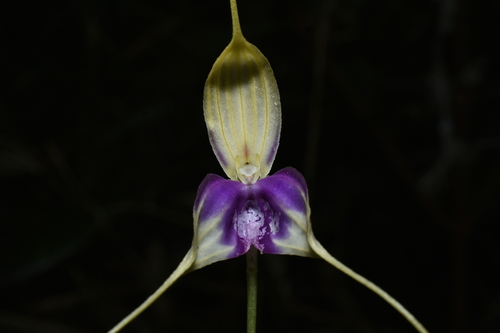 Masdevallia antonii