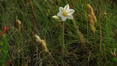 Cyrtanthus loddigesianus