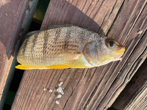 Striped drum (Umbrina broussonnetii) — Sciaenidae — 3