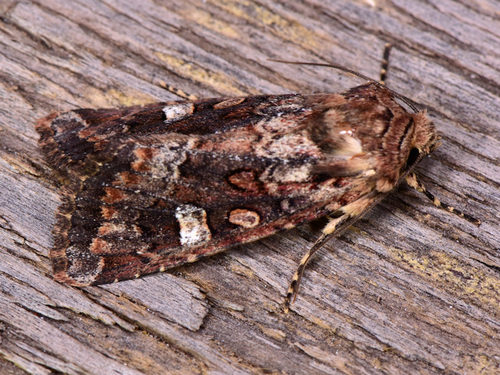 Paranataelia tenerifica