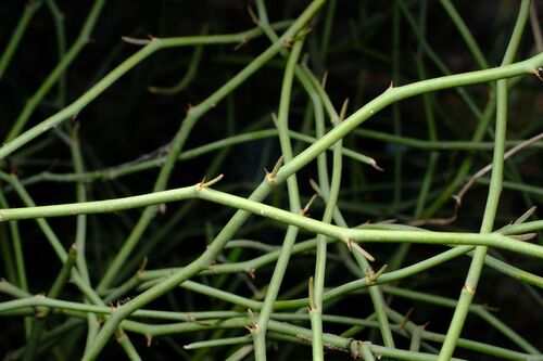 Warrior Bush (Apophyllum anomalum)