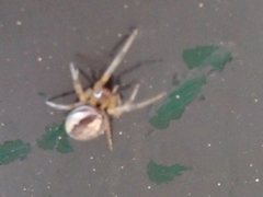 Zygiellinae