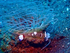 Ancylomenes magnificus