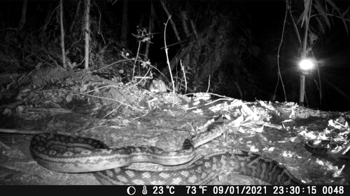 Australian Scrub Python sighting