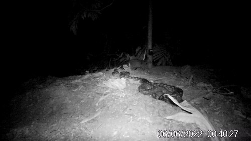 Australian Scrub Python sighting