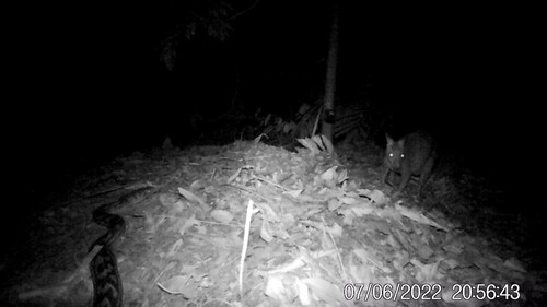 Australian Scrub Python sighting