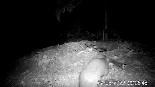 Australian Scrub Python sighting