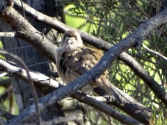 Aphelocephala leucopsis