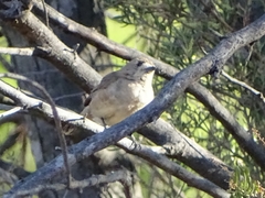 Aphelocephala leucopsis