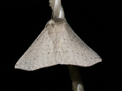 Oenochroma subustaria