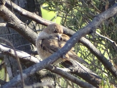 Aphelocephala leucopsis
