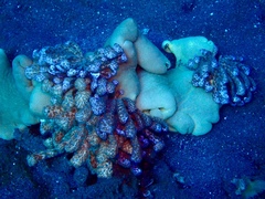 Phyllodesmium longicirrum