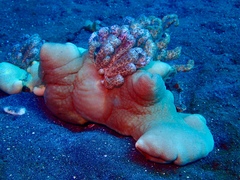 Phyllodesmium longicirrum