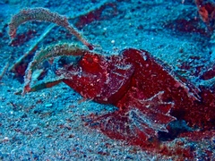 Pteroidichthys amboinensis