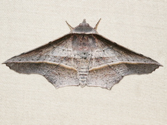 Oenochroma vetustaria