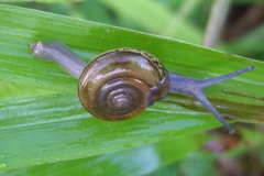 Ariophantidae