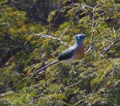 Coua cristata