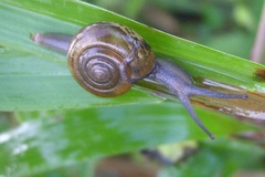 Ariophantidae