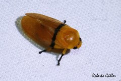 Monecphora cingulata