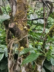 Bulbophyllum fimbriatum