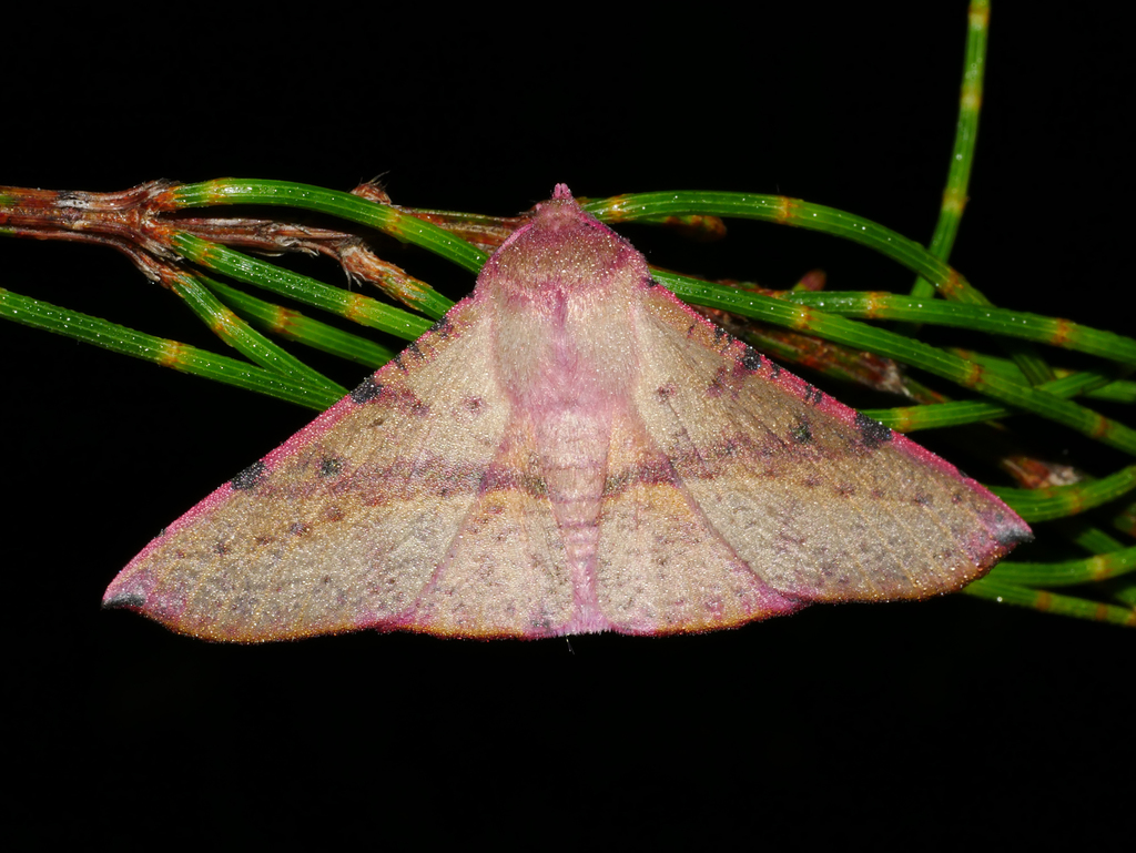 Oenochroma barcodificata