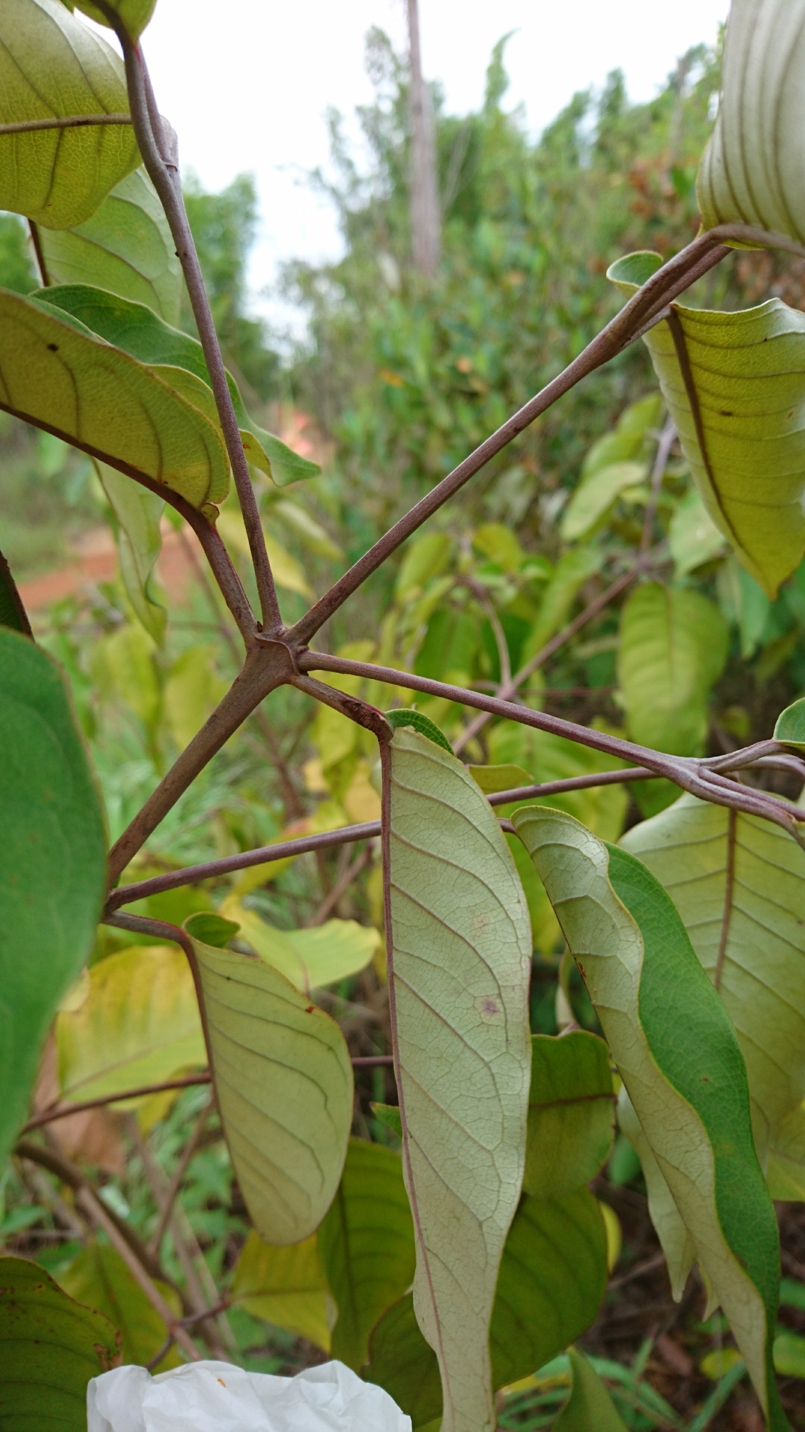 Imagem de Vismia gracilis