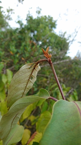 Foto de Vismia gracilis