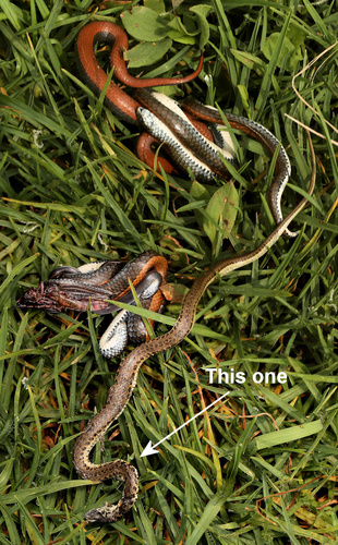 Mole Snake, Pseudaspis cana