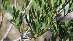 Euclea schimperi daphnoides