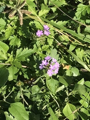 Glandularia maritima