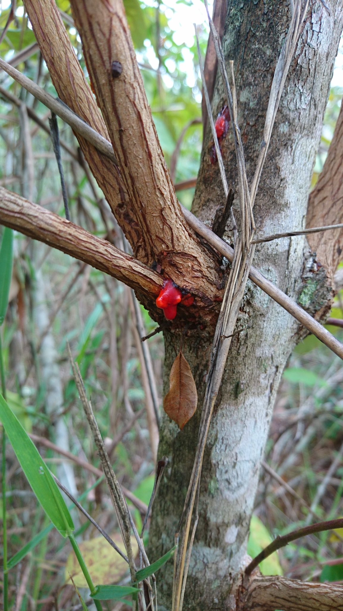 Imagem de Vismia gracilis