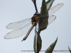 Rhionaeschna marchali