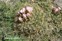 Gymnocalycium monvillei