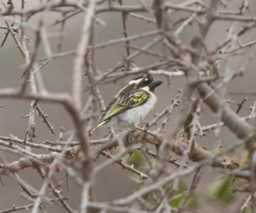 Black-throated Barbet (Tricholaema melanocephala), photo 9