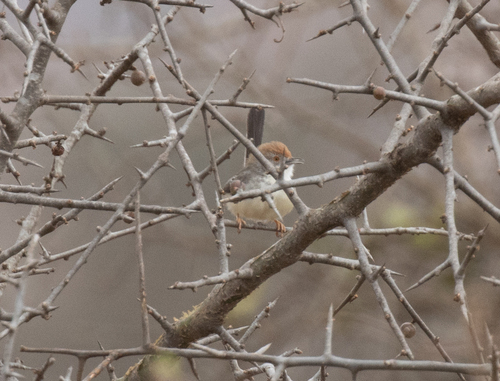 Red-fronted Prinia (Prinia rufifrons), photo 5