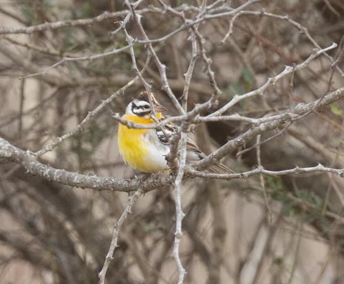 Somali Bunting (Emberiza poliopleura)