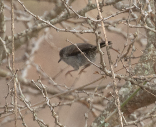 Grey Wren-Warbler (Calamonastes simplex), photo 4