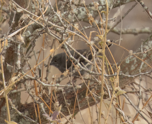Grey Wren-Warbler (Calamonastes simplex), photo 6
