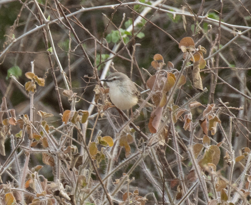 Pale Prinia (Prinia somalica), photo 1