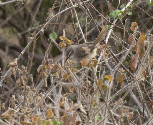 Pale Prinia (Prinia somalica), photo 2
