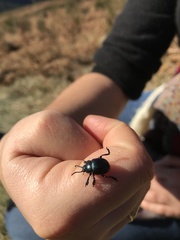 Timarcha tenebricosa
