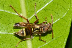 Polistes stigma townsvillensis