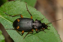 Chlaenius flaviguttatus