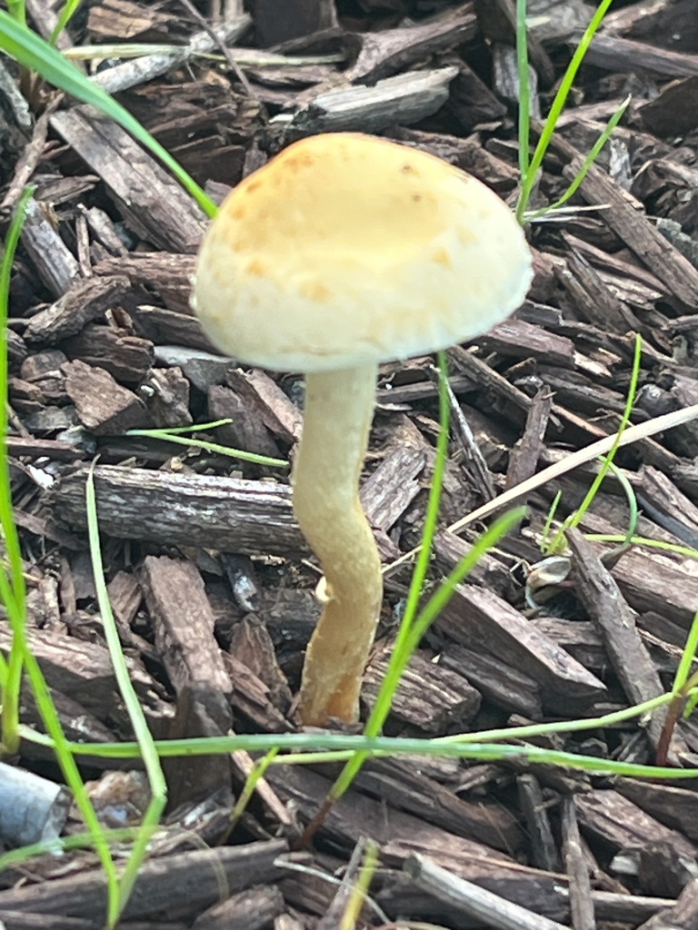 Leratiomyces percevalii · November 2025 · photo: © joqatana (iNaturalist, cc-by)