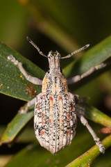 Elytrocallus lapeyrousei