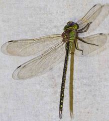 Austrogynacantha heterogena