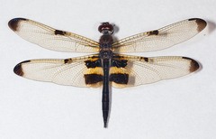 Rhyothemis phyllis apicalis