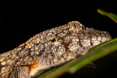 Eurydactylodes vieillardi