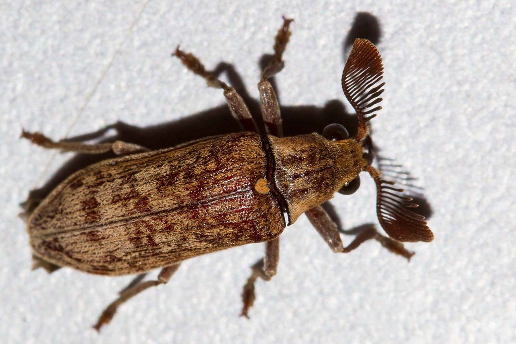 Oligorhipis